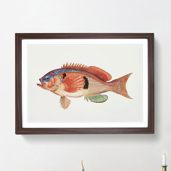 East Urban Home Illustration of a Rockfish by F.E. Clarke Picture